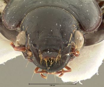 Media type: image;   Entomology 25667 Aspect: head frontal view